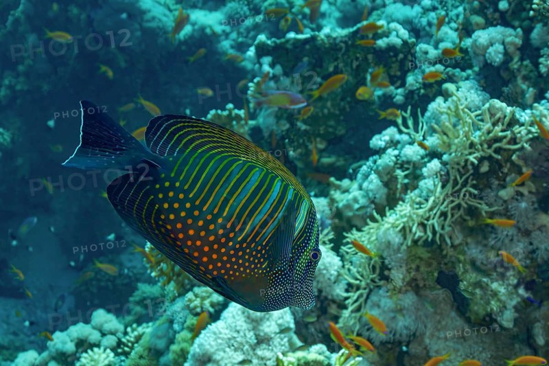 A colorful Desjardin's Sailfin Tang (Zebrasoma desjardinii) glides gracefully among vibrant coral reefs, showcasing its striking dotted and striped patterns