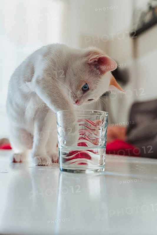 A playful white cat with blue eyes is seen curiously dipping its paw into a glass of water on a table. The cozy home environment adds warmth to the scene