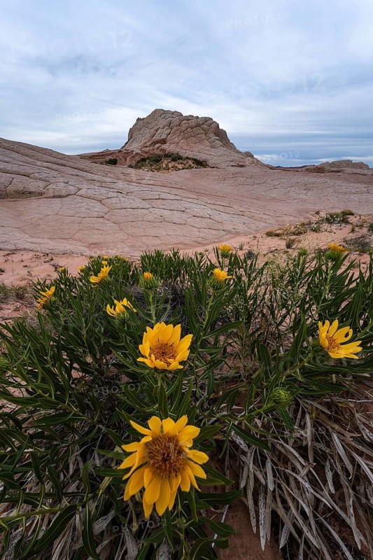 Vibrant Geraea canescens, or desert sunflowers, bloom at the base of unique sandstone formations in the Coyote Buttes area, within the Paria Canyon-Vermilion Cliffs Wilderness, Arizona, USA