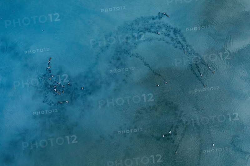 Captivating aerial view of mallard ducks over the tranquil waters of Toledo Lagoons, Spain. Nature in harmonious motion
