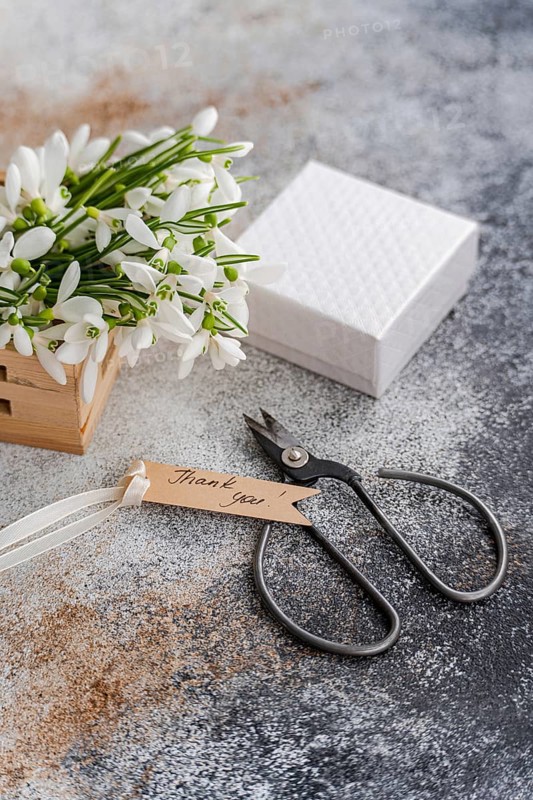 Fresh bouquet of spring snowdrops placed beside a textured white gift box and dark vintage scissors on a mottled gray background. A thank-you tag adds a charming touch to this scene, suggesting a gesture of gratitude
