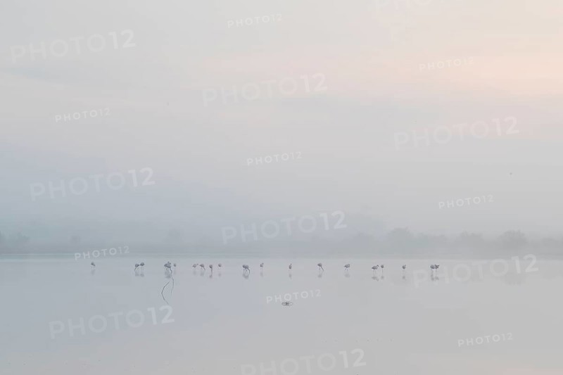 Greater flamingos stand gracefully in the mist at Toledo Lagoons, Spain. The serene morning ambiance captures nature's tranquil beauty
