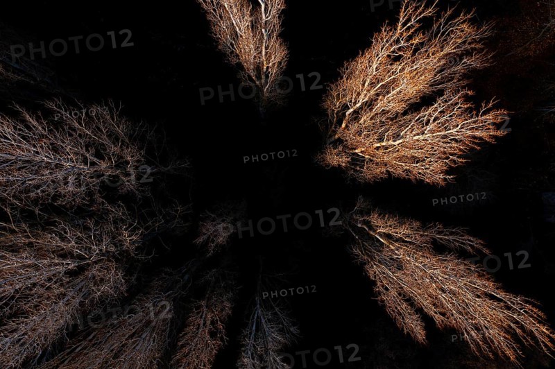 An aerial shot of bare trees during autumn, their sparse branches highlighted against dark surroundings, capturing the essence of fall as the trees prepare for winter