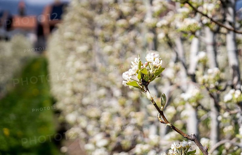 Lush apple trees in full bloom line a quaint village street in Switzerland, capturing the essence of spring with vibrant blossoms