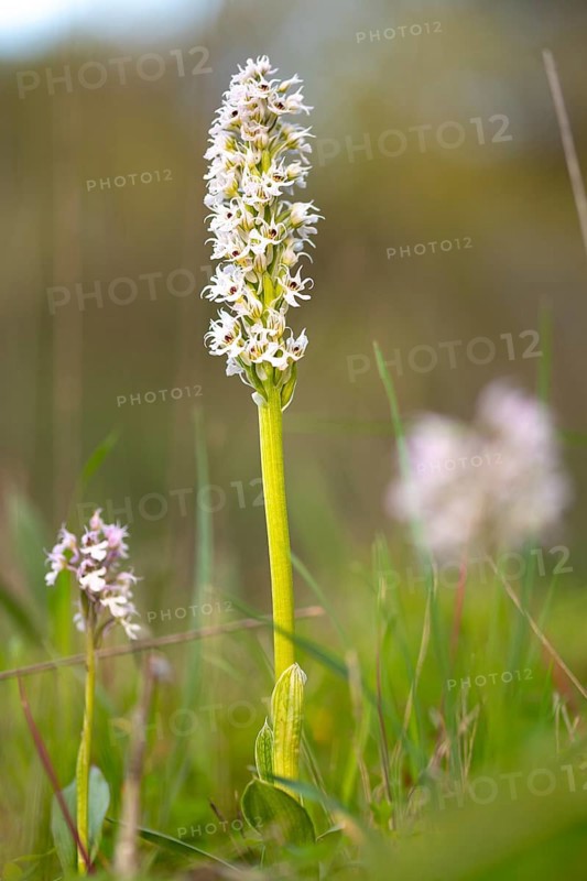 A single wild orchid stands tall in a vibrant green meadow. The delicate white flowers are captured in full bloom, showcasing the beauty of nature in a peaceful setting