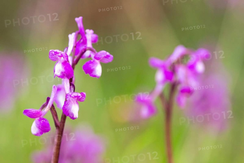 Delicate orchids in full bloom capture the essence of spring. A vibrant display of nature beauty against a softly blurred background, evoking tranquility