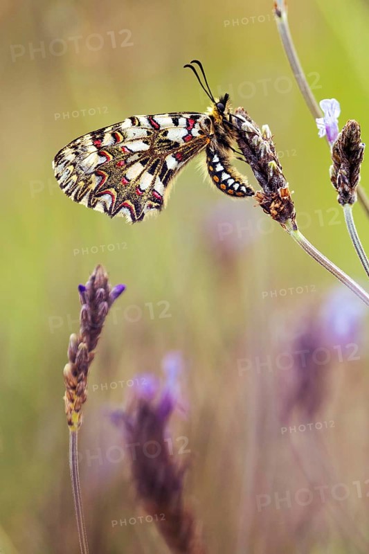 A beautifully patterned butterfly delicately rests on a orchid stem, set against a blurred background. The wings display intricate designs with vibrant colors