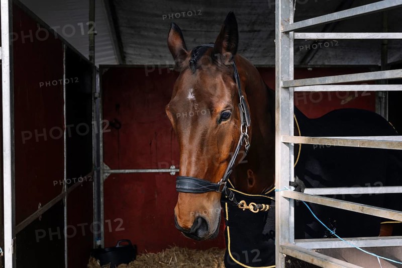 A show horse in classical dressage gear peers out from a stable stall, adorned with elegant harness and black and gold trimming