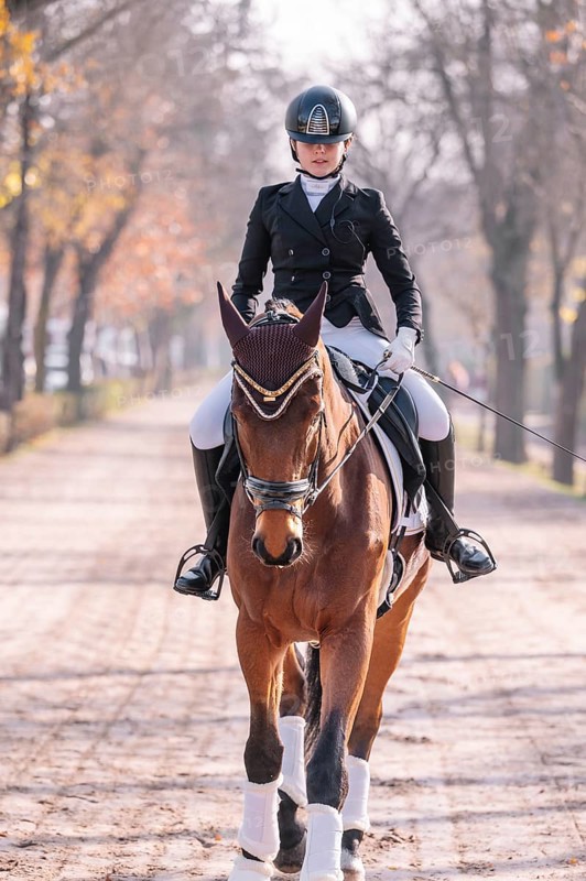 A skilled rider in formal attire guides a majestic horse down a tree-lined path, highlighting the art and precision of classical dressage in an outdoor setting
