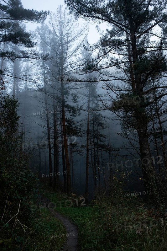 A serene forest pathway under misty evening skies. The tall, bare trees and dense fog create an ethereal, mysterious atmosphere, perfect for a tranquil, introspective mood