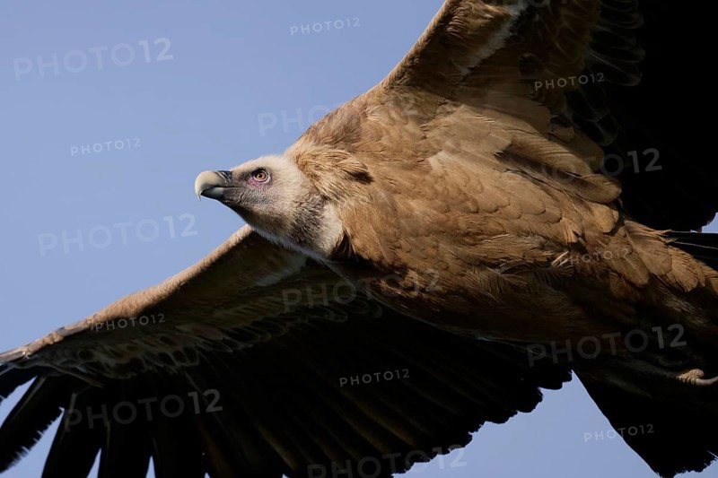 A detailed close-up of a griffon vulture in flight, highlighting its textured feathers, sharp beak, and intense gaze Captured under a clear blue sky in Alicante, Spain