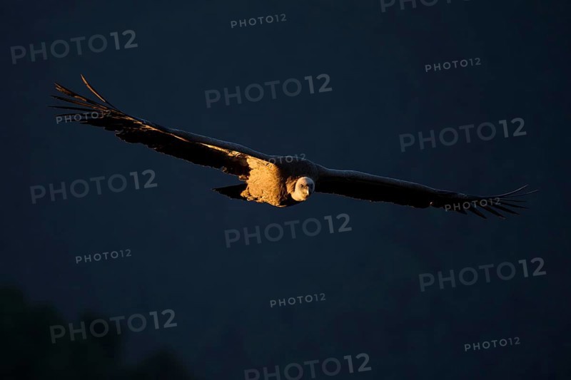 A majestic griffon vulture soaring with its expansive wings spread wide, highlighted by the soft golden glow of sunset Captured in Alicante's serene natural surroundings