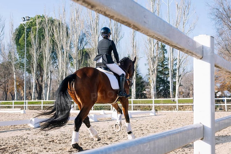 A skilled equestrian rider navigates a graceful horse in an outdoor arena during a classical dressage routine The serene setting is bordered by a line of trees