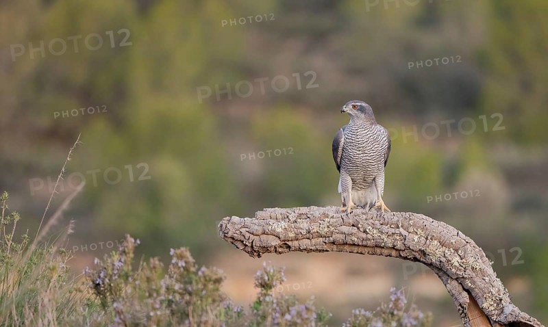 A majestic Northern Goshawk female perched on a weathered curved branch, set against a blurred natural backdrop of green foliage and shrubs in a serene outdoor environment
