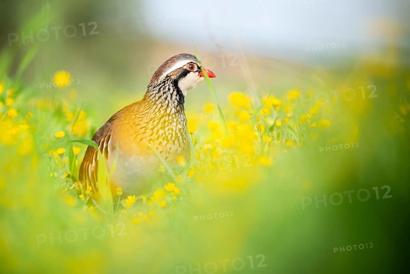 A red-legged partridge stands elegantly amidst vibrant yellow wildflowers in a lush green meadow, showcasing the beauty of nature and wildlife in its natural habitat