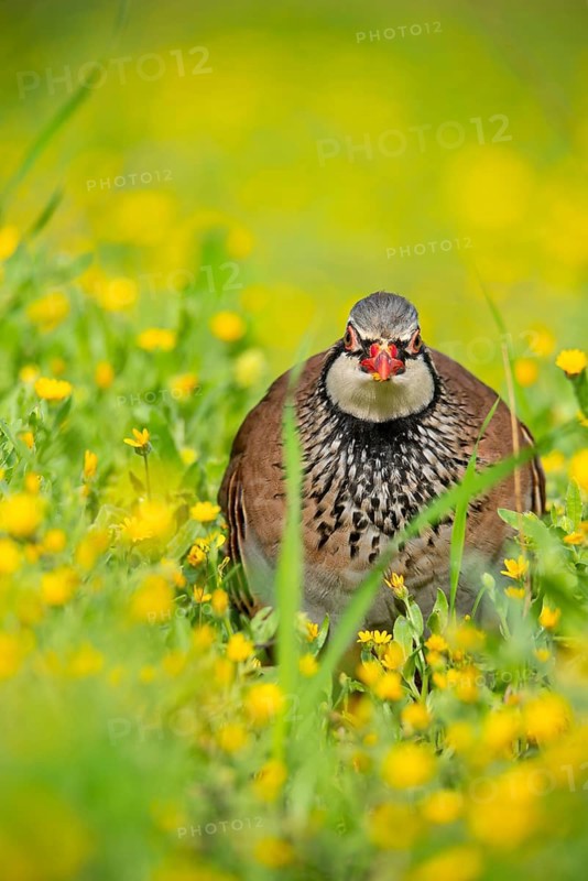A red-legged partridge is observed in a lush meadow Its intricate plumage is highlighted against a backdrop of yellow flowers, capturing the essence of nature's beauty