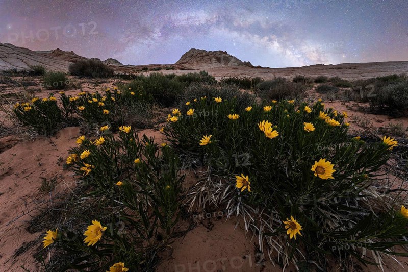 A serene spring night at Coyote Buttes in the Paria Canyon-Vermilion Cliffs Wilderness, Arizona, highlighted by vibrant desert sunflowers under starry skies