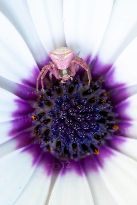A pink crab spider rests at the center of an African daisy, Osteospermum, blending perfectly with the purple and white petals. This macro shot captures nature's camouflage and intricate details