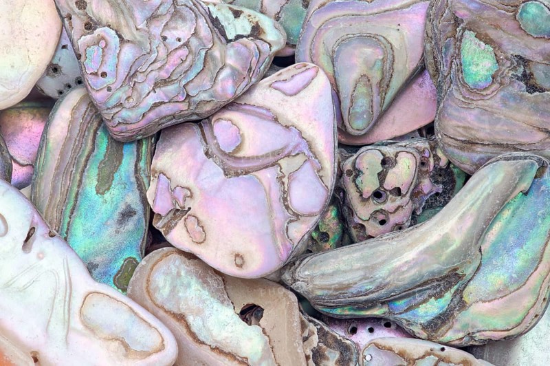 A detailed macro shot of abalone shell fragments in various shapes and sizes, showcasing their vibrant iridescent hues, natural holes, and intricate patterns