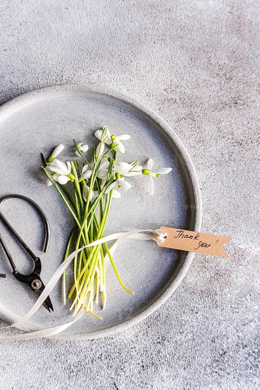 Top view of fresh spring snowdrops laid on a textured gray plate, accompanying old scissors and a â€œThank youâ€ tag, presenting a blend of nature and gratitude on a concrete background