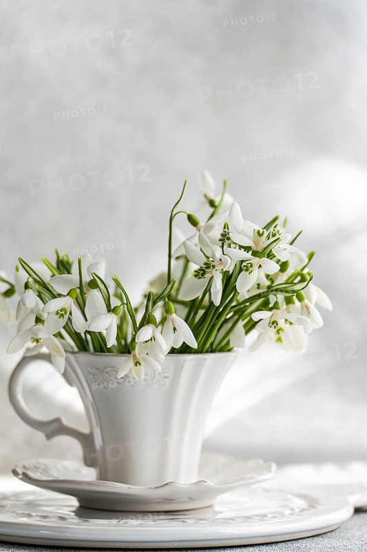 Delicate spring snowdrops showcased in an ornate white cup, set on a matching saucer with a gentle, luminous background