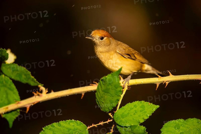 A female olive-crowned greenlet sits delicately on a thorny branch, surrounded by lush green leaves lightly speckled with water drops, showcasing the subtle beauty of this small songbird in a natural setting