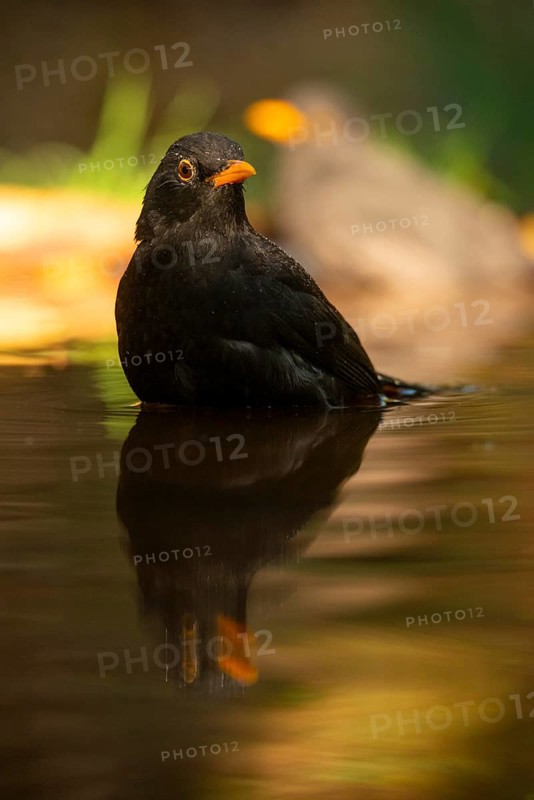 A stunning capture of a common blackbird (Turdus merula) with vivid orange beak details, reflected gracefully in tranquil water against a softly blurred green and yellow backdrop