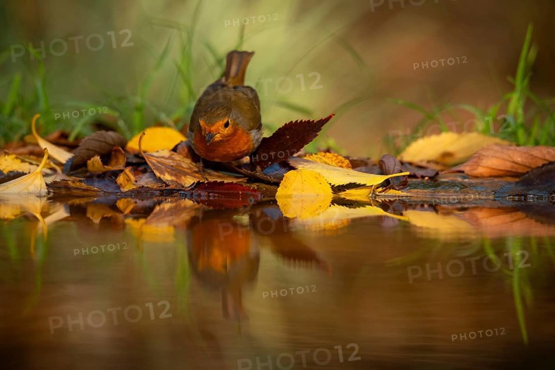 A European robin rests amidst colorful autumn leaves reflected in a serene water pool, capturing the essence of the season in vibrant detail