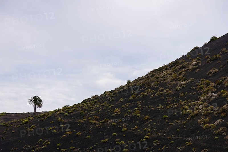 Volcanic hill with scattered vegetation and a lone palm tree at the top. The landscape conveys peace and pure beauty