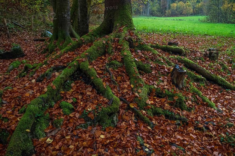 Close-up of mossy tree roots intertwined with vibrant autumn leaves in Ramsau, a serene Bavarian forest, creating a rich tapestry of textures and colors