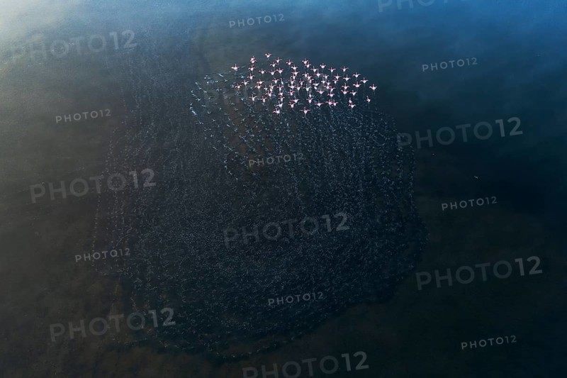 An aerial view captures a flock of greater flamingos gracefully moving across the Toledo Lagoons in Spain, creating stunning patterns in the water