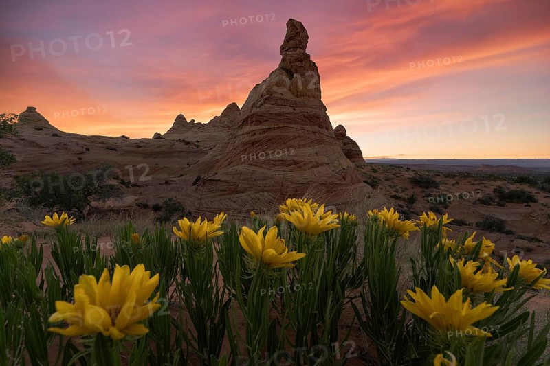 Striking sunset over the unique rock formations of Coyote Buttes in the Paria Canyon-Vermilion Cliffs Wilderness, Arizona, framed by vibrant yellow Desert Sunflowers, Geraea canescens
