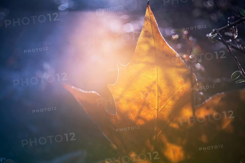 Detailed view of a golden-brown leaf, translucent and backlit by gentle autumn sunlight, creating an ethereal atmosphere amidst soft bokeh