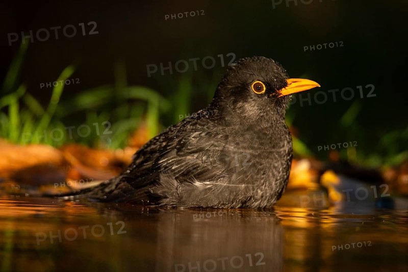 A Common blackbird (Turdus merula) is captured bathing in the tranquil waters of a forest pond during a glowing sunset, showcasing its vibrant yellow beak and glossy black feathers