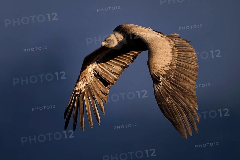 A Griffon Vulture soars majestically through the sky above Alicante, Spain, displaying its impressive wingspan and grace This captivating moment captures the essence of the beauty of wildlife