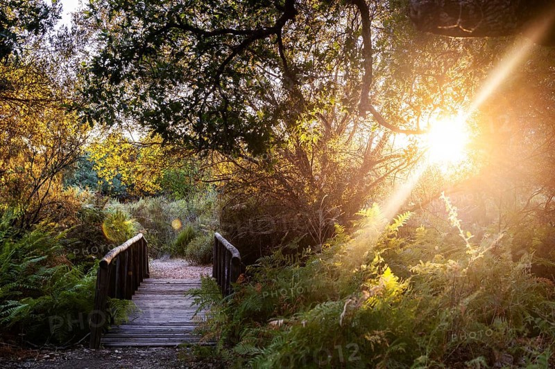 A serene wooden bridge basked in the golden glow of sunset at the Cabaneros National Park, located in the Montes de Toledo, Spain. The park is known for its abundant deer populations and rustic cabins