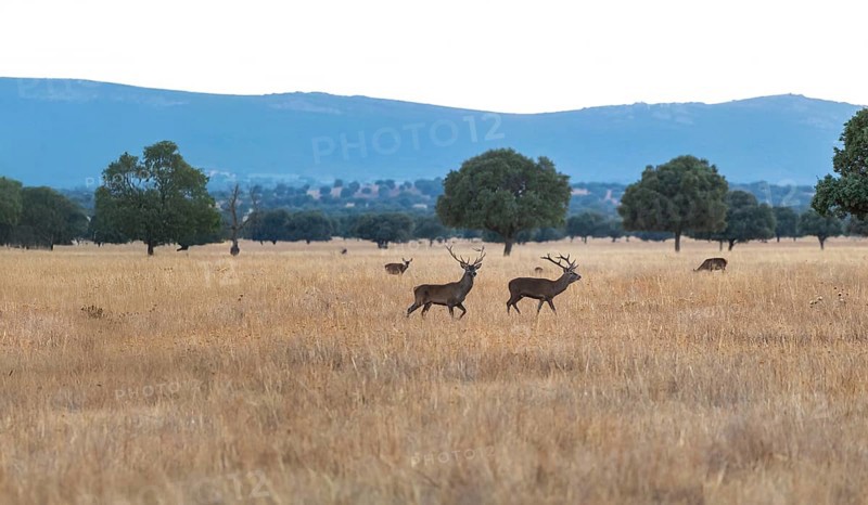 Stunning image capturing deers grazing in the golden sunset of Cabaneros National Park, located in the Montes de Toledo region of Spain, showcasing the natural beauty and wildlife of the area along with visible cabins