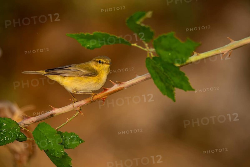 A delicate Willow Warbler strikes a poised pose on a thorny branch, complemented by soft leaves in a serene natural setting