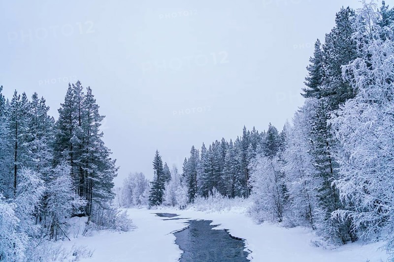 A serene winter scene of a river meandering through a snow-covered forest in Swedish Lapland. Snow-laden trees line the banks, creating a peaceful, frosty landscape