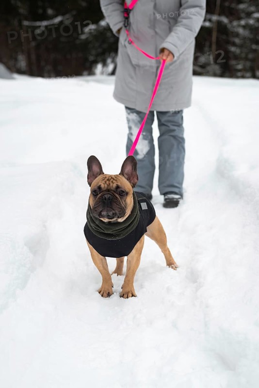 A person walks their dog on a snowy path, highlighting the joy of winter outdoor activities. The dog is dressed warmly, reflecting a cozy and adventurous spirit
