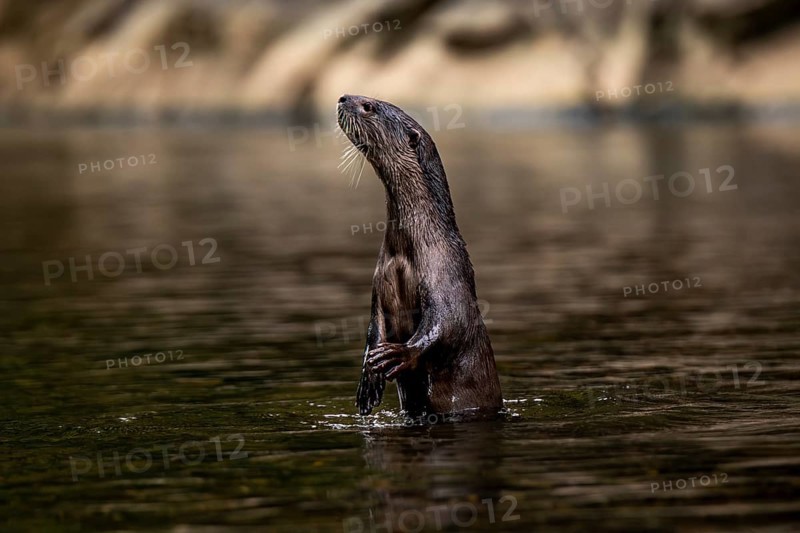 A single nutria stands upright in the tranquil waters of Khao Sok National Park, located in Surat Thani Province, Thailand, showcasing its natural behavior and environment