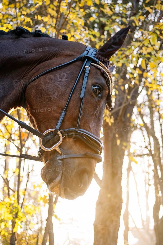 A striking close-up of a horse's head, adorned with elegant dressage tack, set against a luminous backdrop of sunlit autumn foliage, capturing grace and tranquility