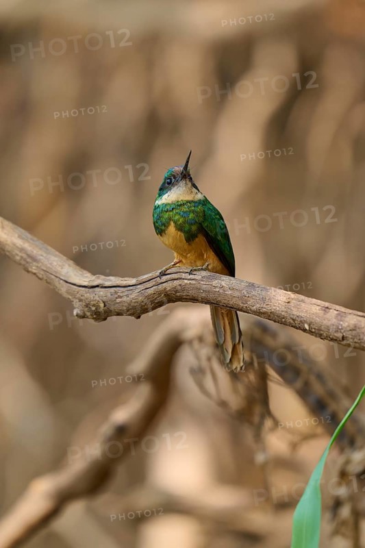 A small bird sits on a branch in a blurred forest background, conveying tranquillity, Rufous-tailed jacamar (Galbula ruficauda), Pantanal, Mato Grosso, Brazil