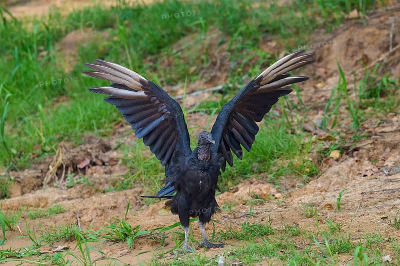 A vulture stands with outstretched wings on grassy ground, Raven Vulture (Coragyps atratus), Pantanal, Mato Grosso, Brazil