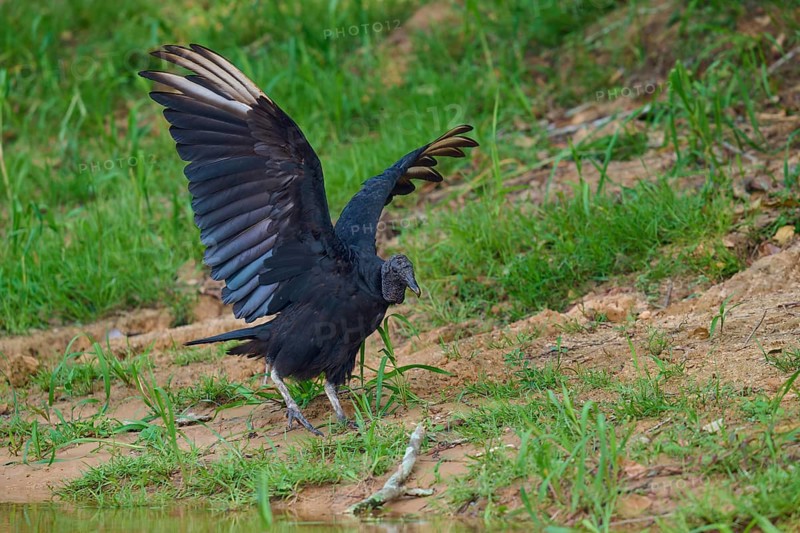 A vulture with slightly raised wings in green surroundings, Raven Vulture (Coragyps atratus), Pantanal, Mato Grosso, Brazil