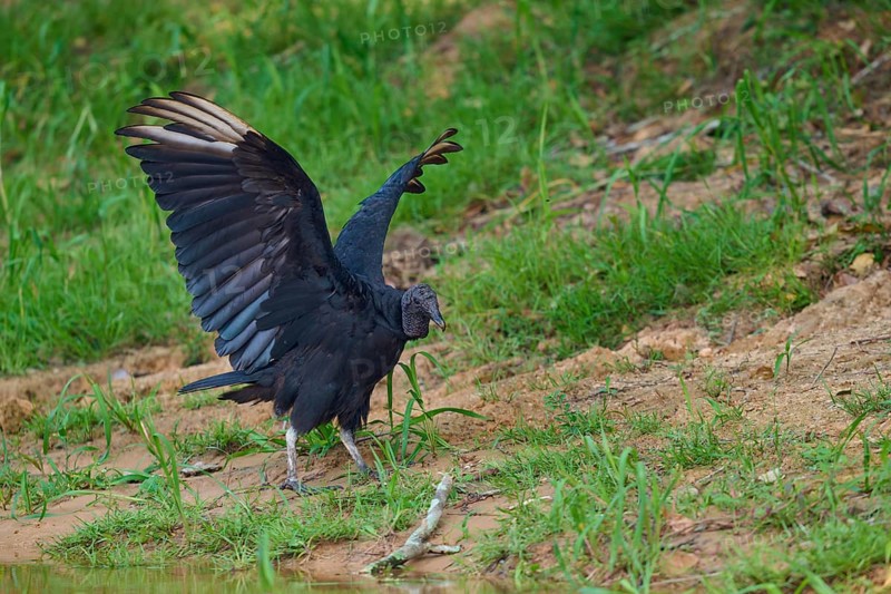A vulture raises its wings while standing on a grassy area, Raven Vulture (Coragyps atratus), Pantanal, Mato Grosso, Brazil