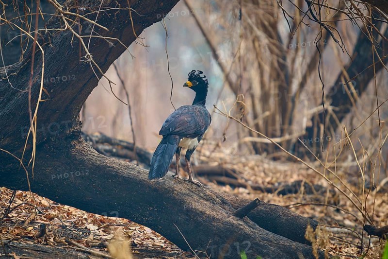 A bird with blue plumage and yellow beak sits on a branch in a dry forest, Bare-faced Hokko (Crax fasciolata), Pantanal, Mato Grosso, Brazil