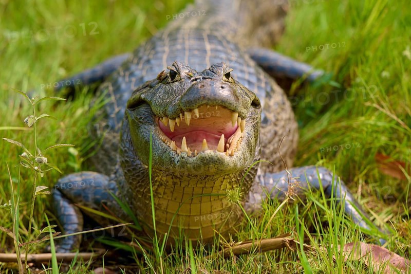 A caiman in the grass with its mouth open, teeth visible and head on the ground, spectacled caiman (Caiman yacare, Caiman crocodilus yacare), Pantanal, Mato Grosso, Brazil