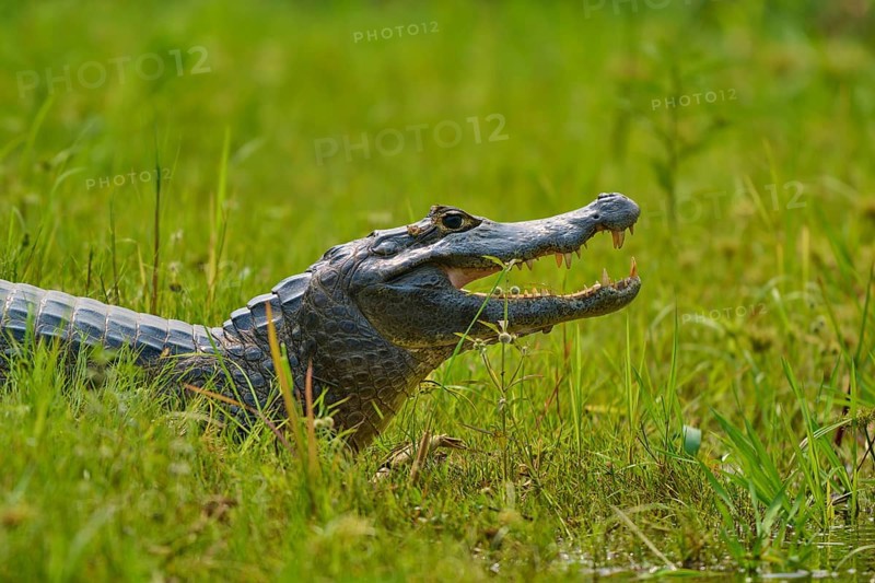 A caiman in tall grass, lying on its side with its mouth slightly open, spectacled caiman (Caiman yacare, Caiman crocodilus yacare), Pantanal, Mato Grosso, Brazil