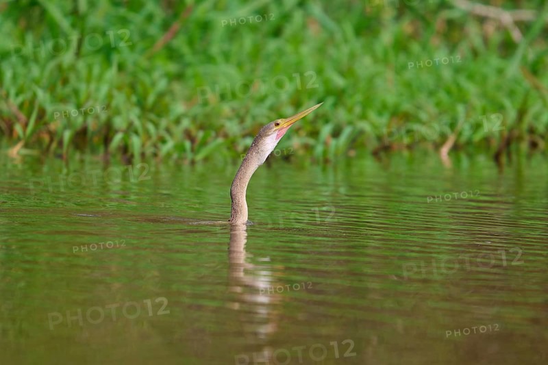 Bird's head protruding from the peaceful, green water, surrounded by dense riparian vegetation, Darter (Anhinga anhinga), Pantanal, Mato Grosso, Brazil
